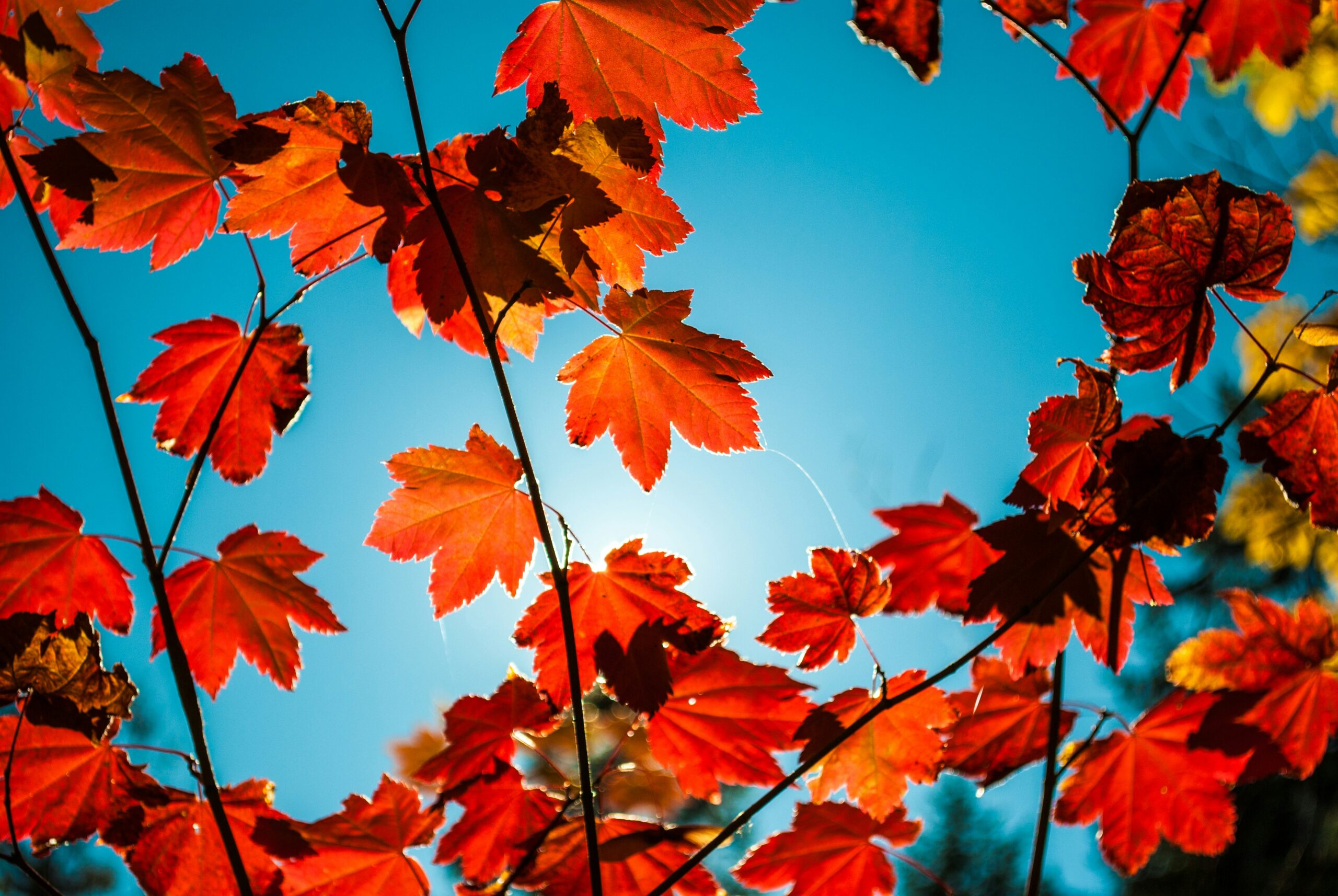 Optimizing Iron + Letting Leaves Fall